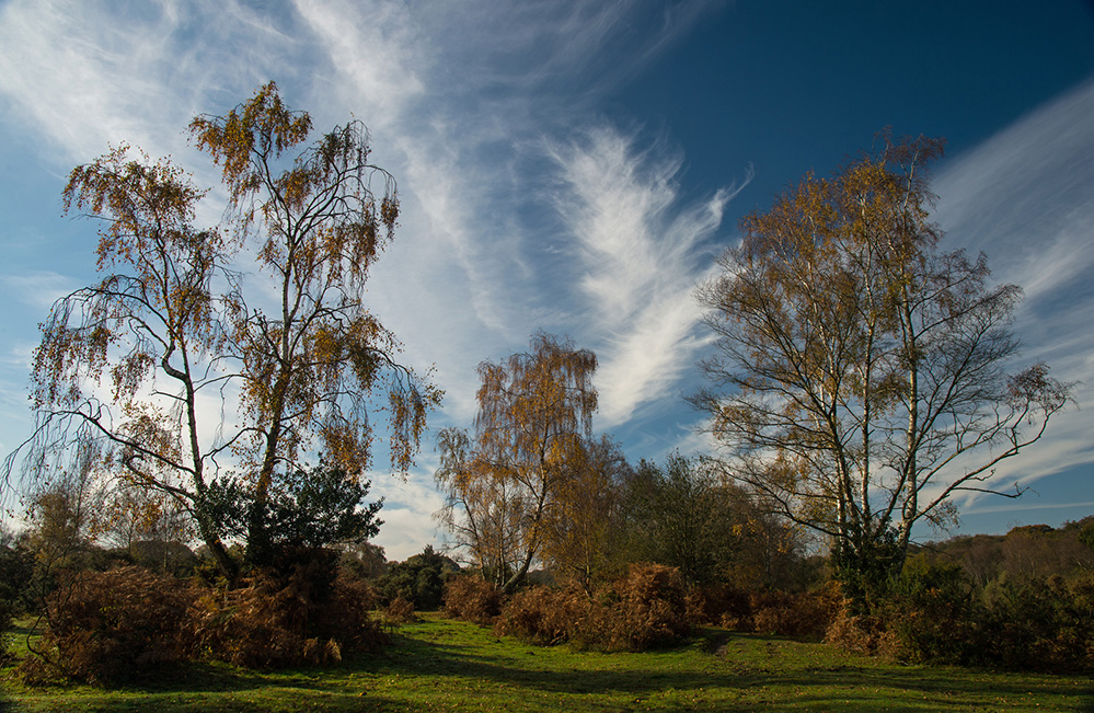 Autumn Birch and Cloudscape, Cadnam Common 1